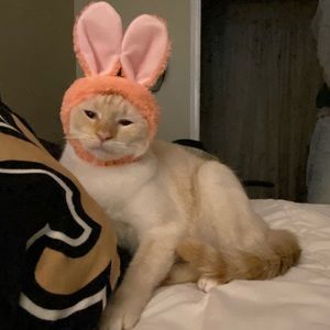 Meet your Posher, Tiara